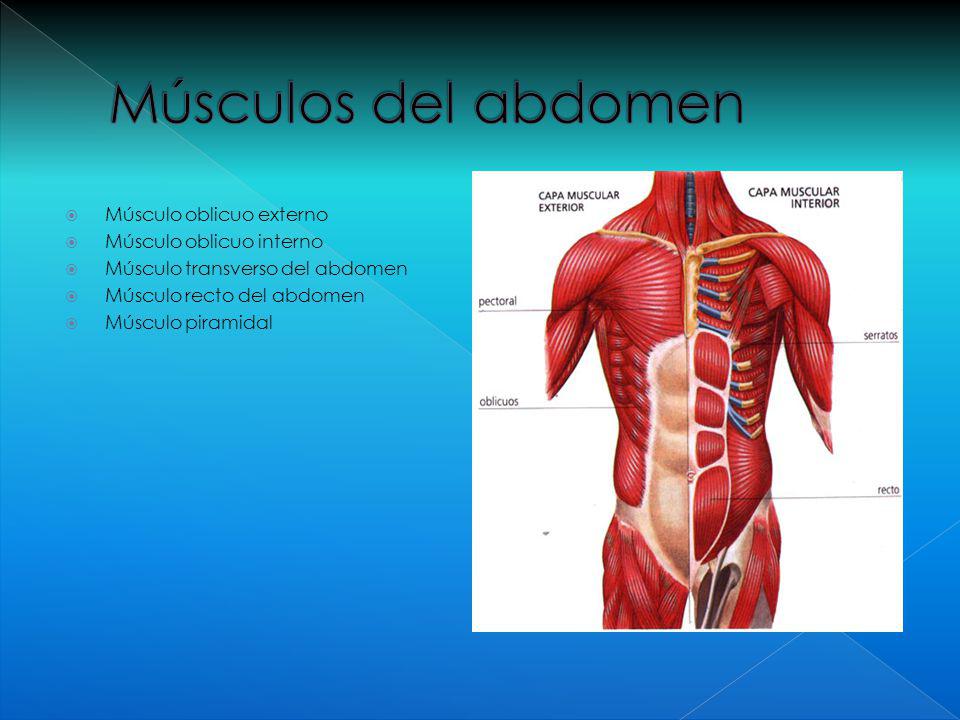 Musculo recto del abdomen irrigacion